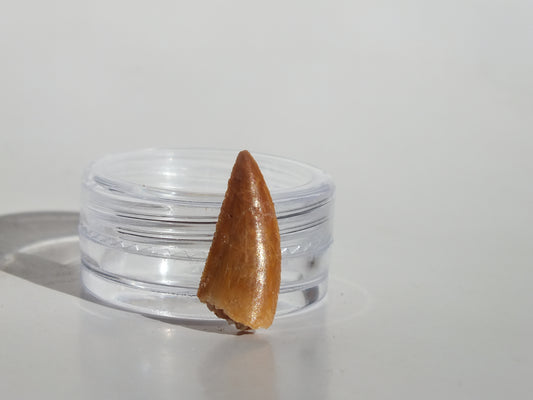 0.76" Abelisaurus Tooth (Morocco)