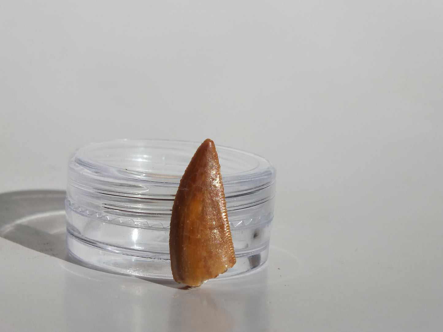 0.76" Abelisaurus Tooth (Morocco)
