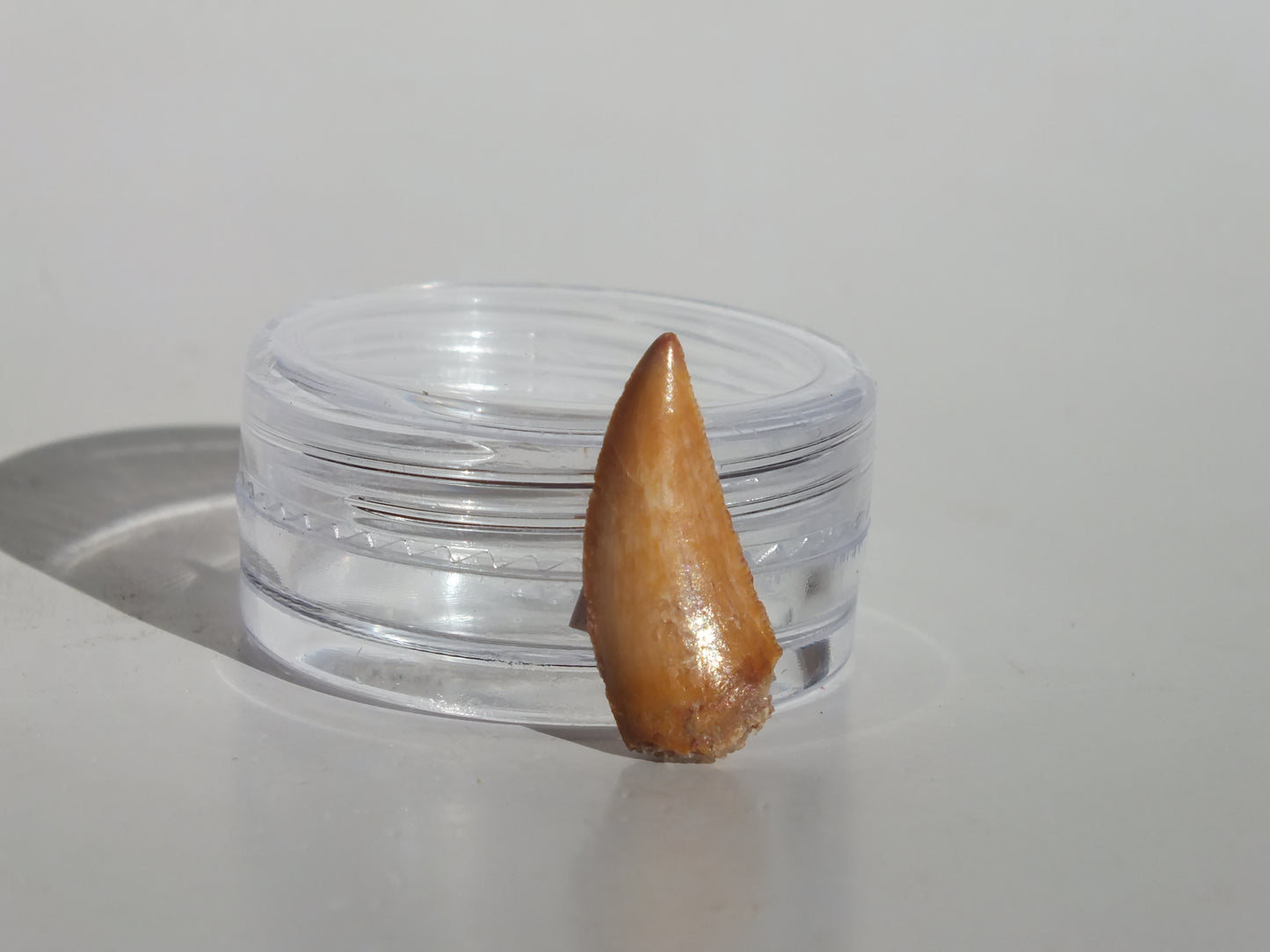 0.71" Abelisaurus Tooth (Morocco)