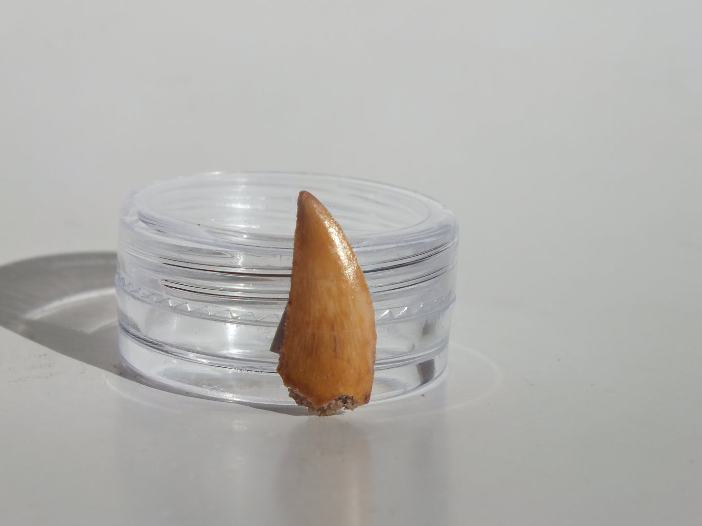 0.71" Abelisaurus Tooth (Morocco)