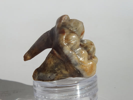 1.22" Cave Bear Molar (Romania)