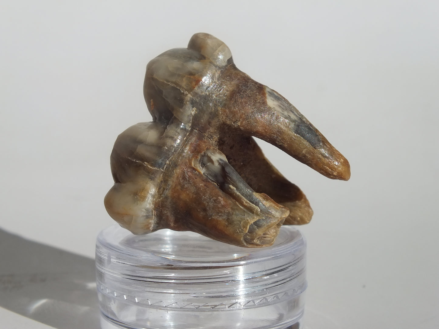1.22" Cave Bear Molar (Romania)