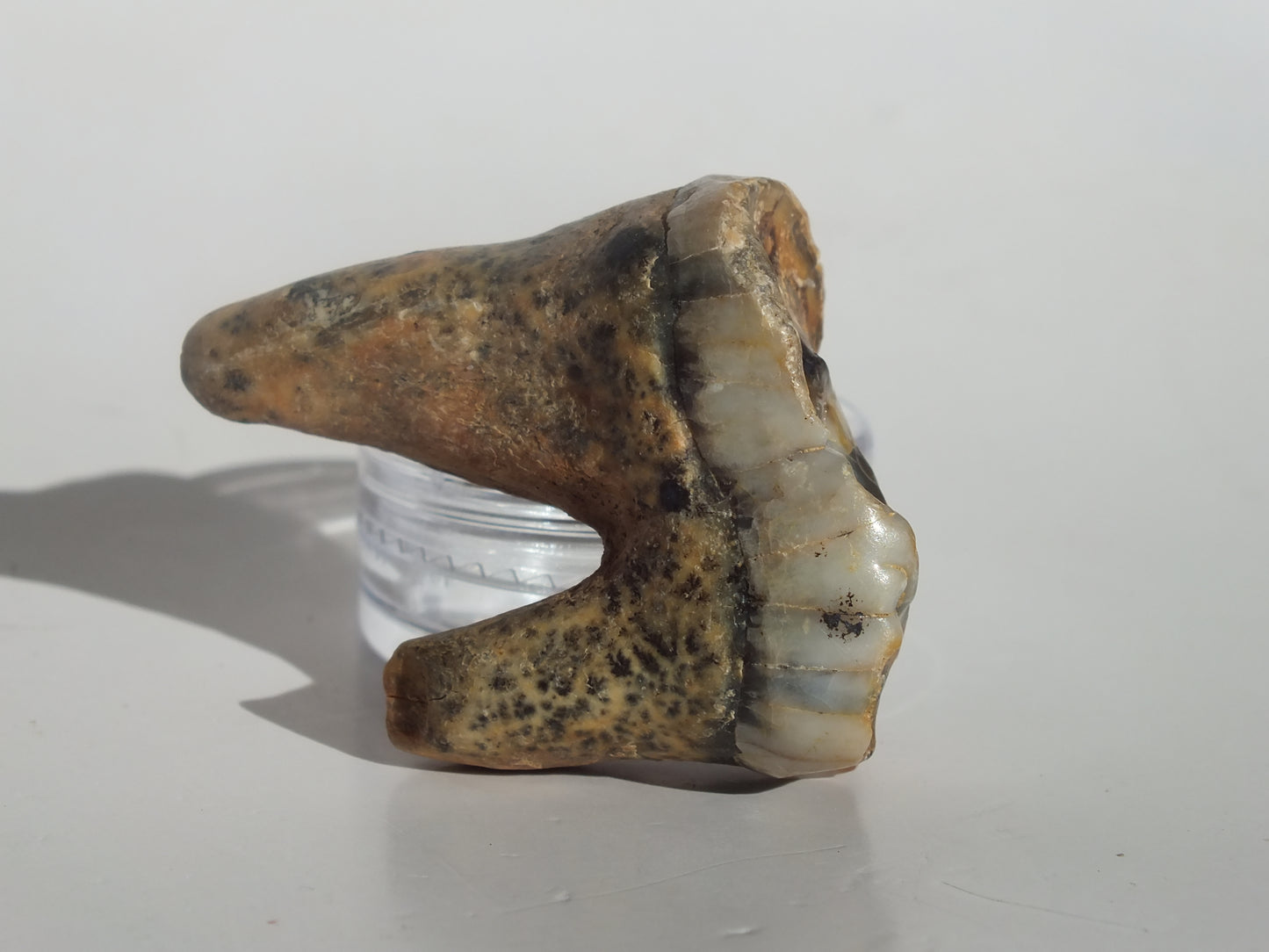 1.67" Cave Bear Molar (Romania)