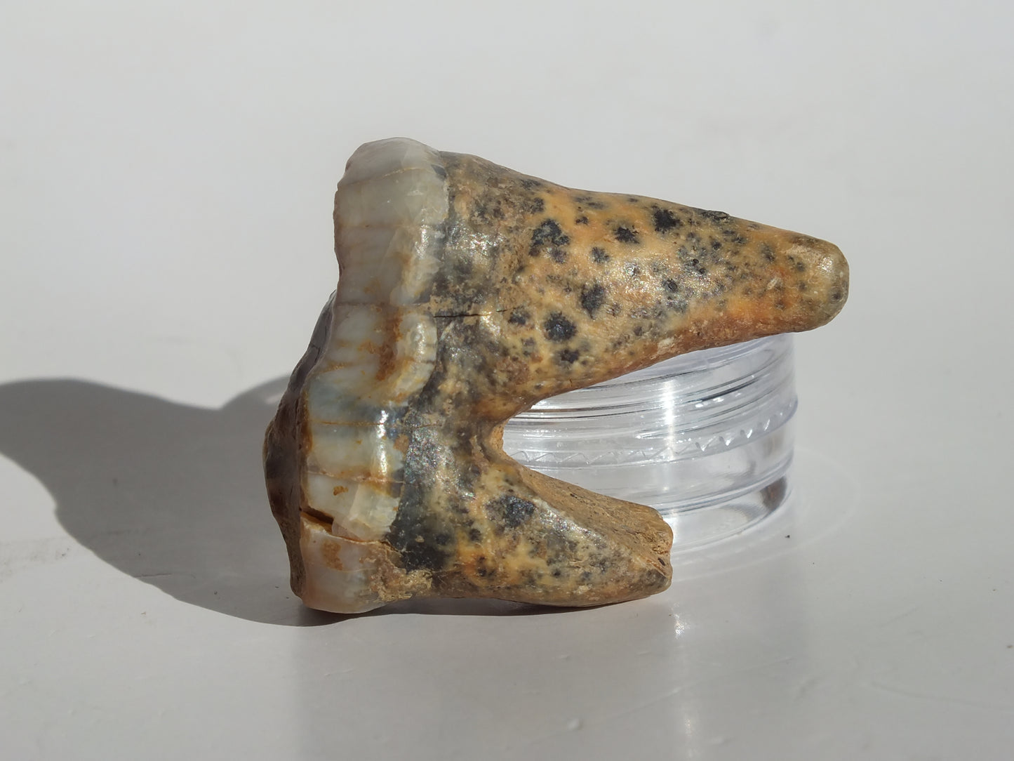 1.67" Cave Bear Molar (Romania)