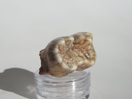 1.58" Cave Bear Molar (Romania)