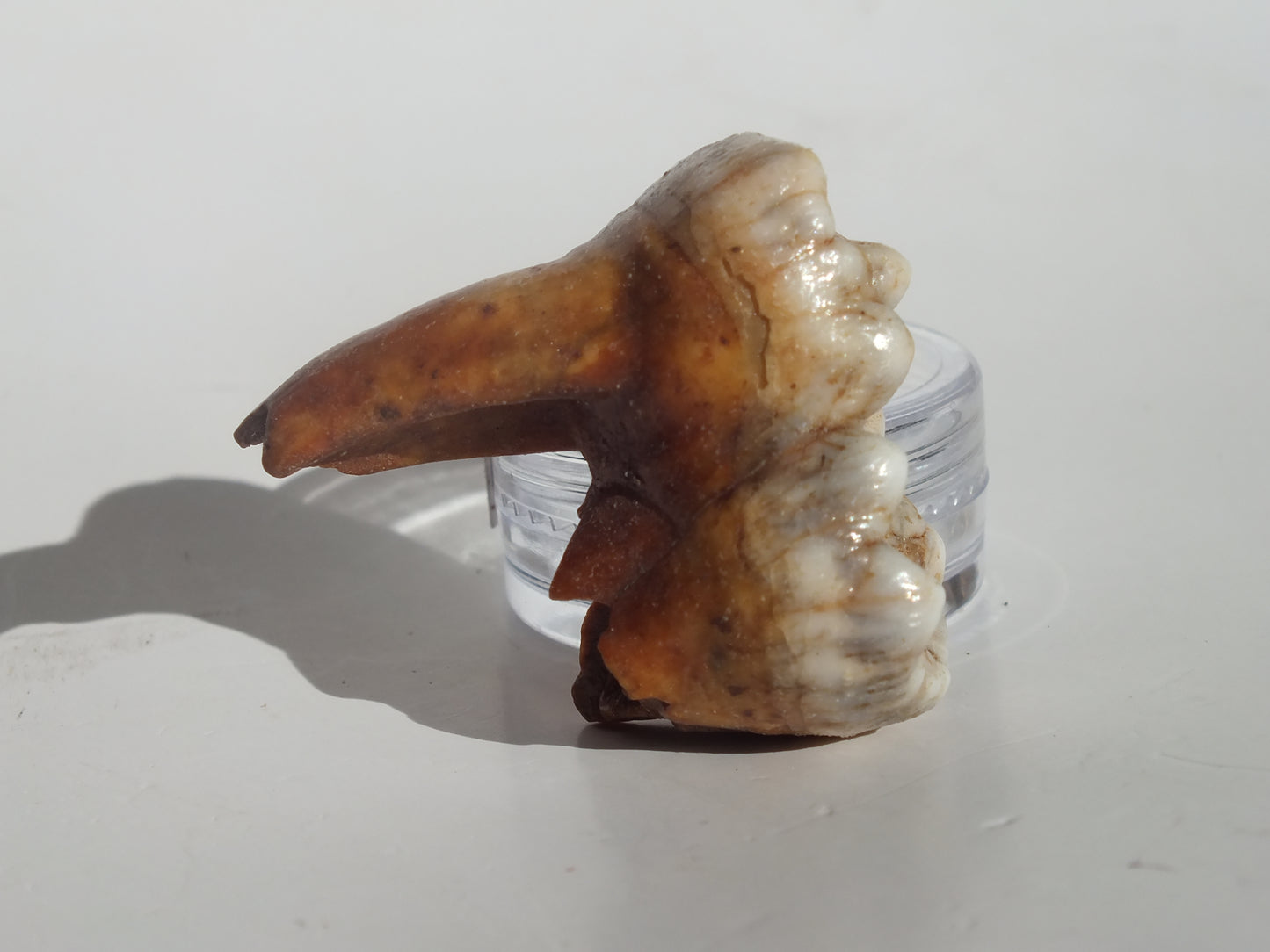 1.58" Cave Bear Molar (Romania)