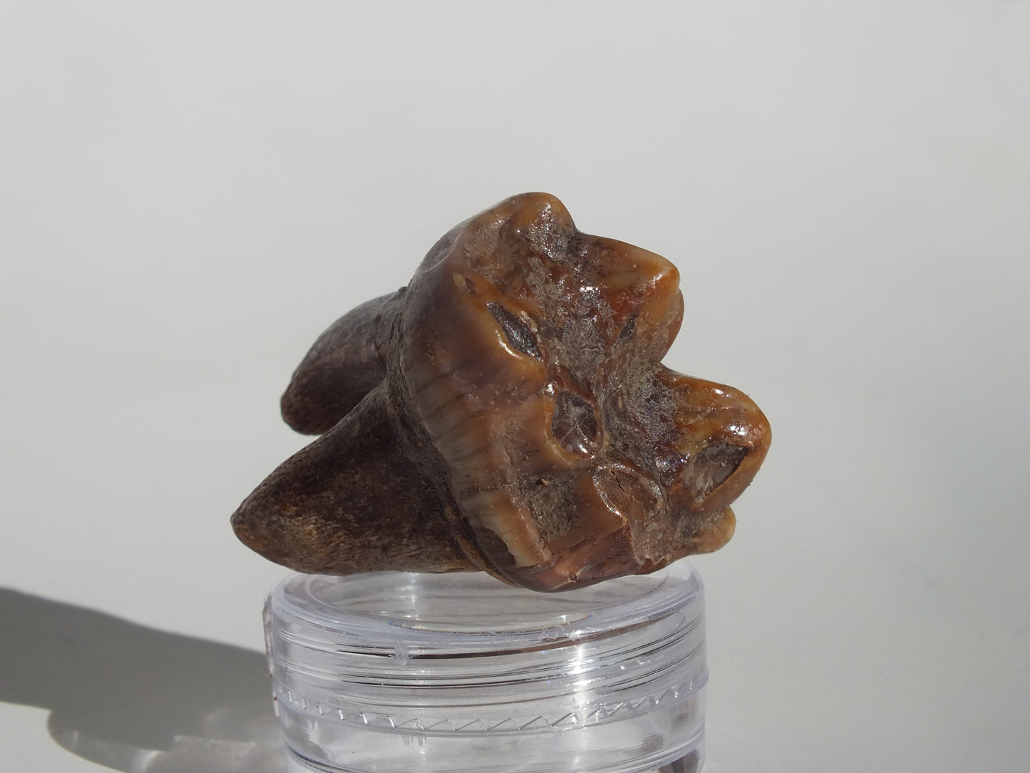 1.36" Cave Bear Molar (Romania)