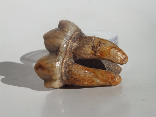 1.36" Cave Bear Molar (Romania)