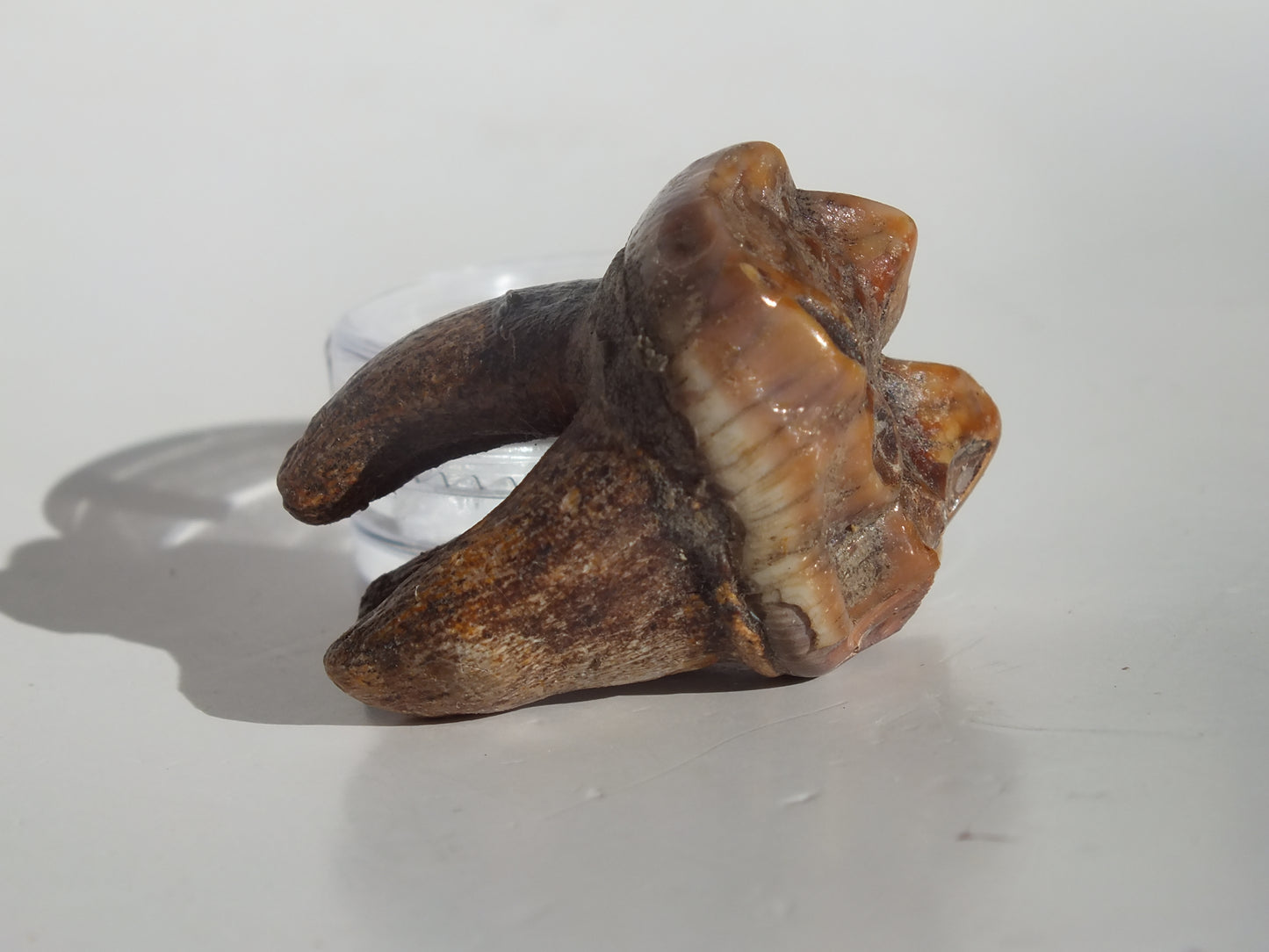 1.36" Cave Bear Molar (Romania)