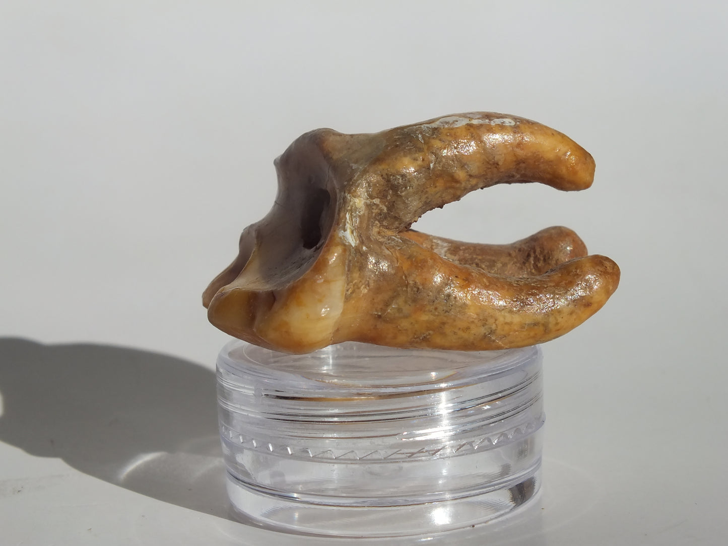 1.44" Cave Bear Molar (Romania)
