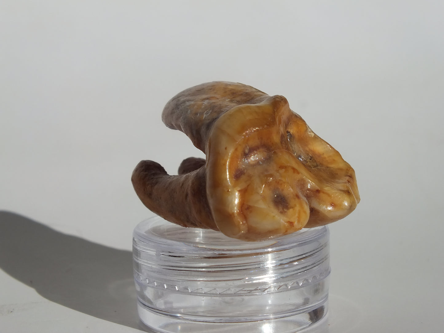 1.44" Cave Bear Molar (Romania)