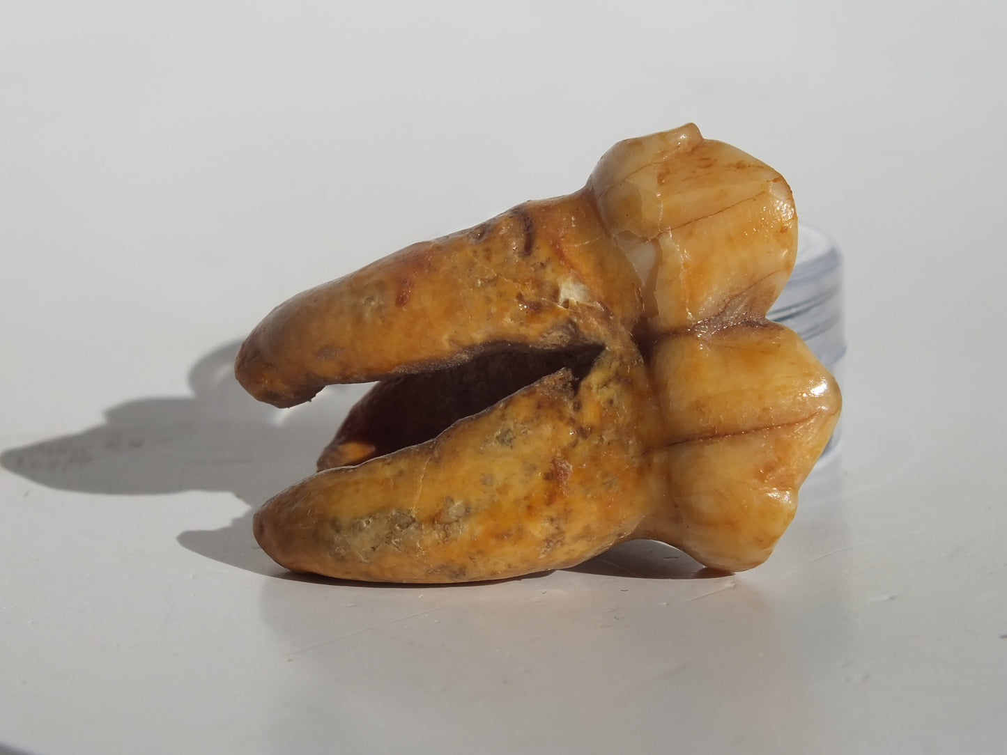 1.44" Cave Bear Molar (Romania)