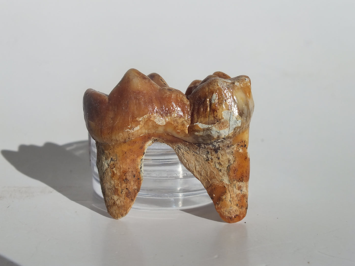 1.53" Cave Bear Molar (Romania)