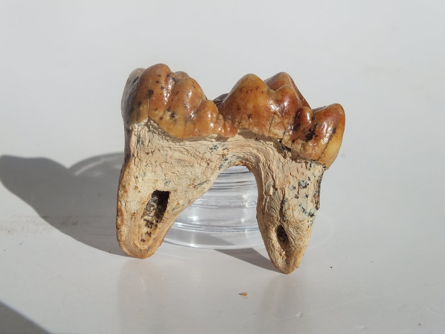 1.53" Cave Bear Molar (Romania)