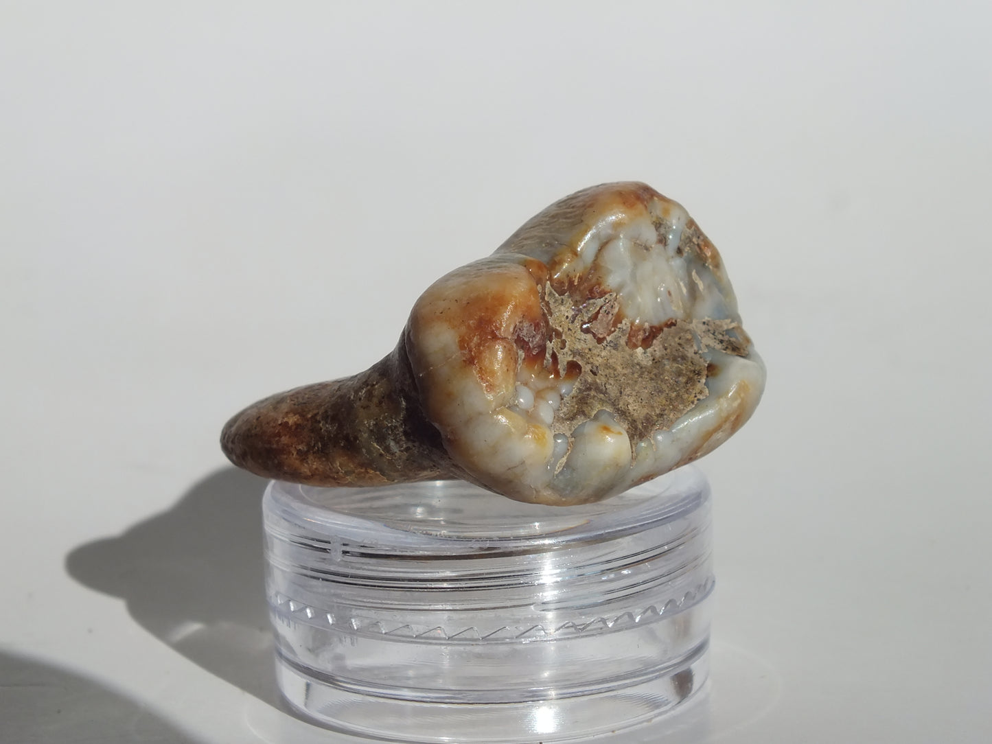 1.39" Cave Bear Molar (Romania)