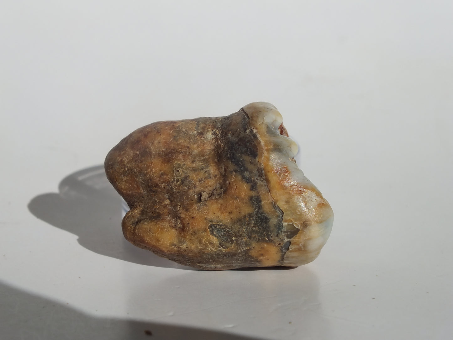 1.39" Cave Bear Molar (Romania)