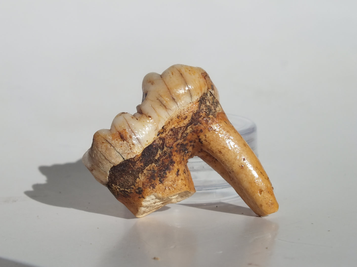 1.52" Cave Bear Molar (Romania)