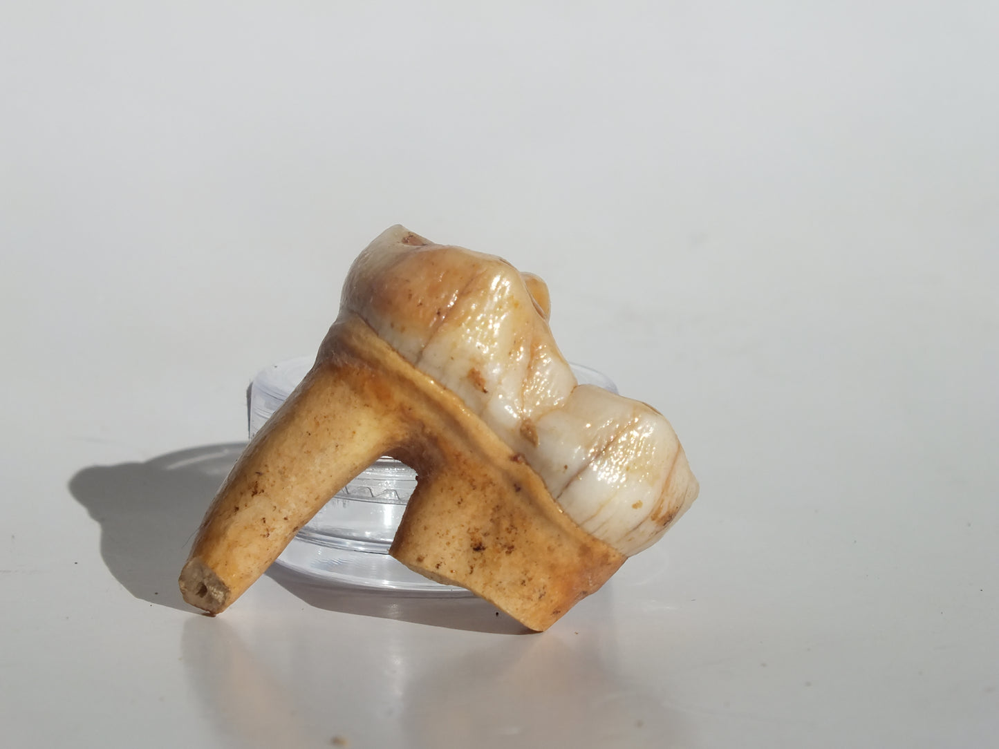 1.52" Cave Bear Molar (Romania)