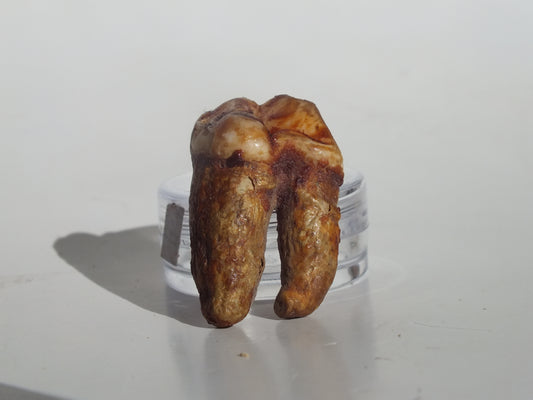 1.25" Cave Bear Molar (Romania)