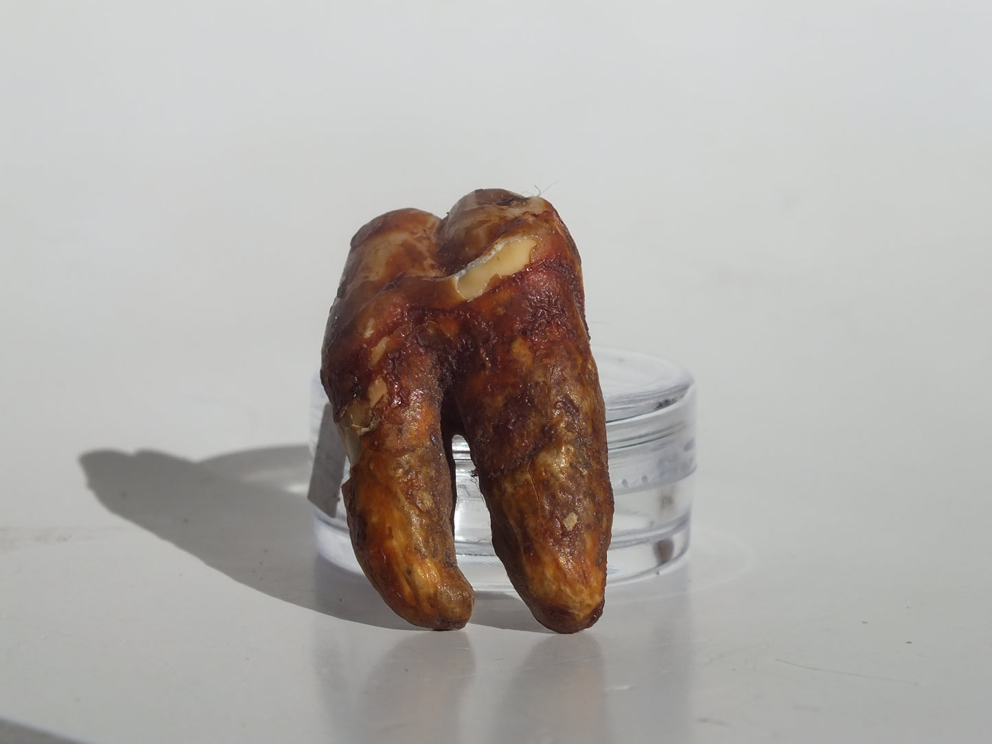 1.25" Cave Bear Molar (Romania)