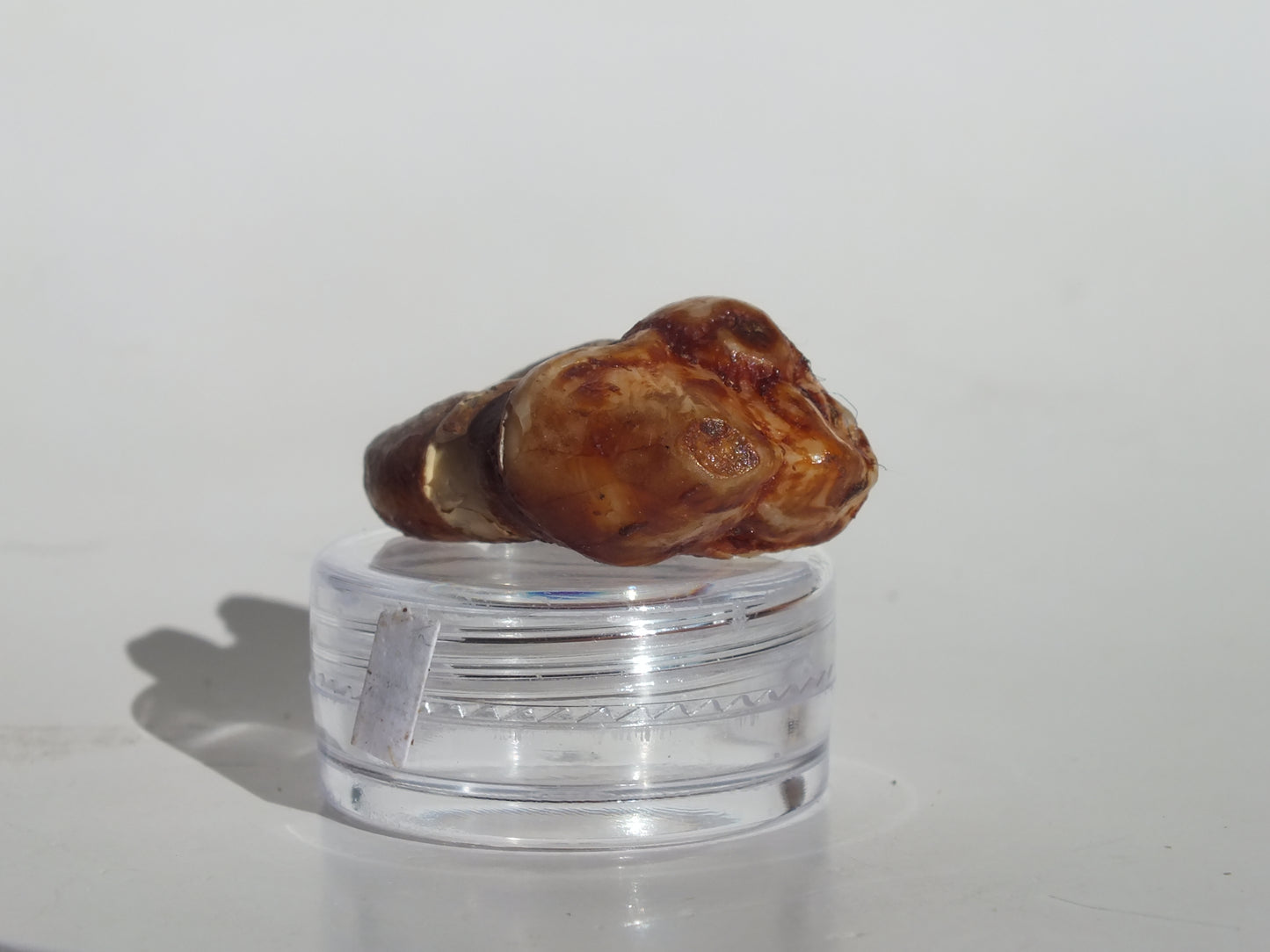 1.25" Cave Bear Molar (Romania)