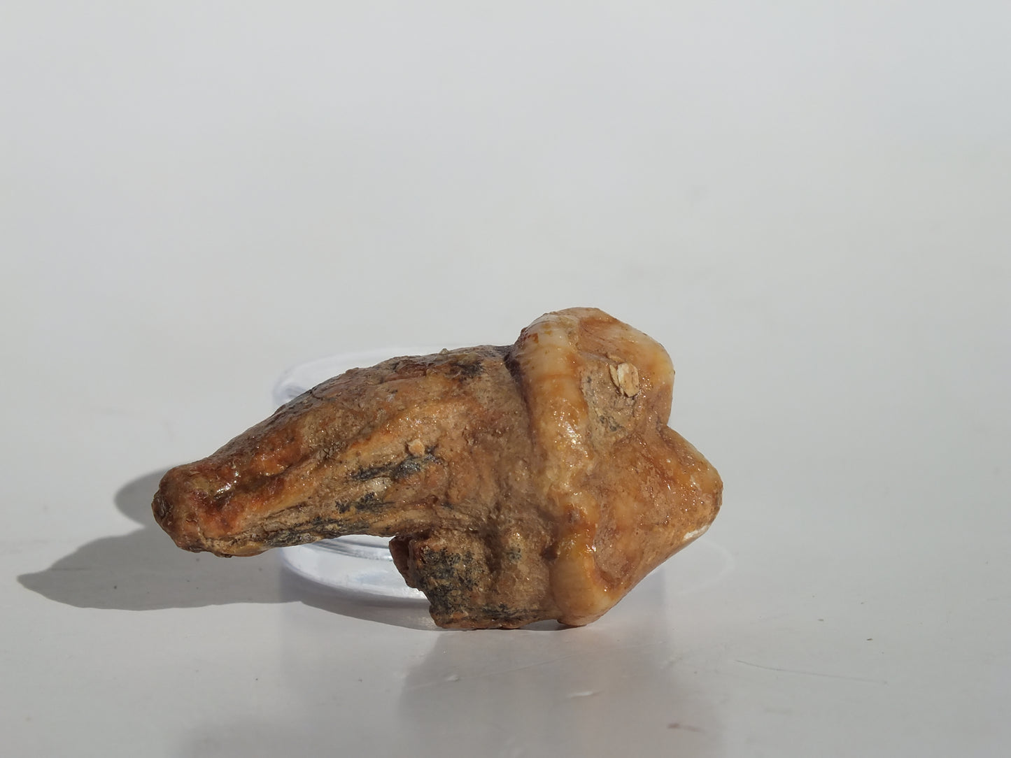 1.49" Cave Bear Molar (Romania)