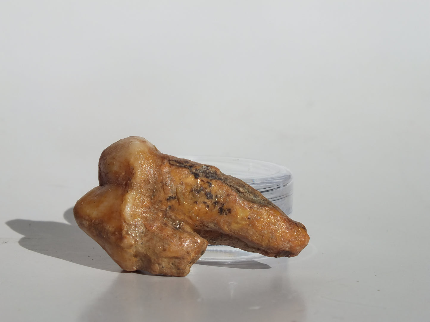 1.49" Cave Bear Molar (Romania)