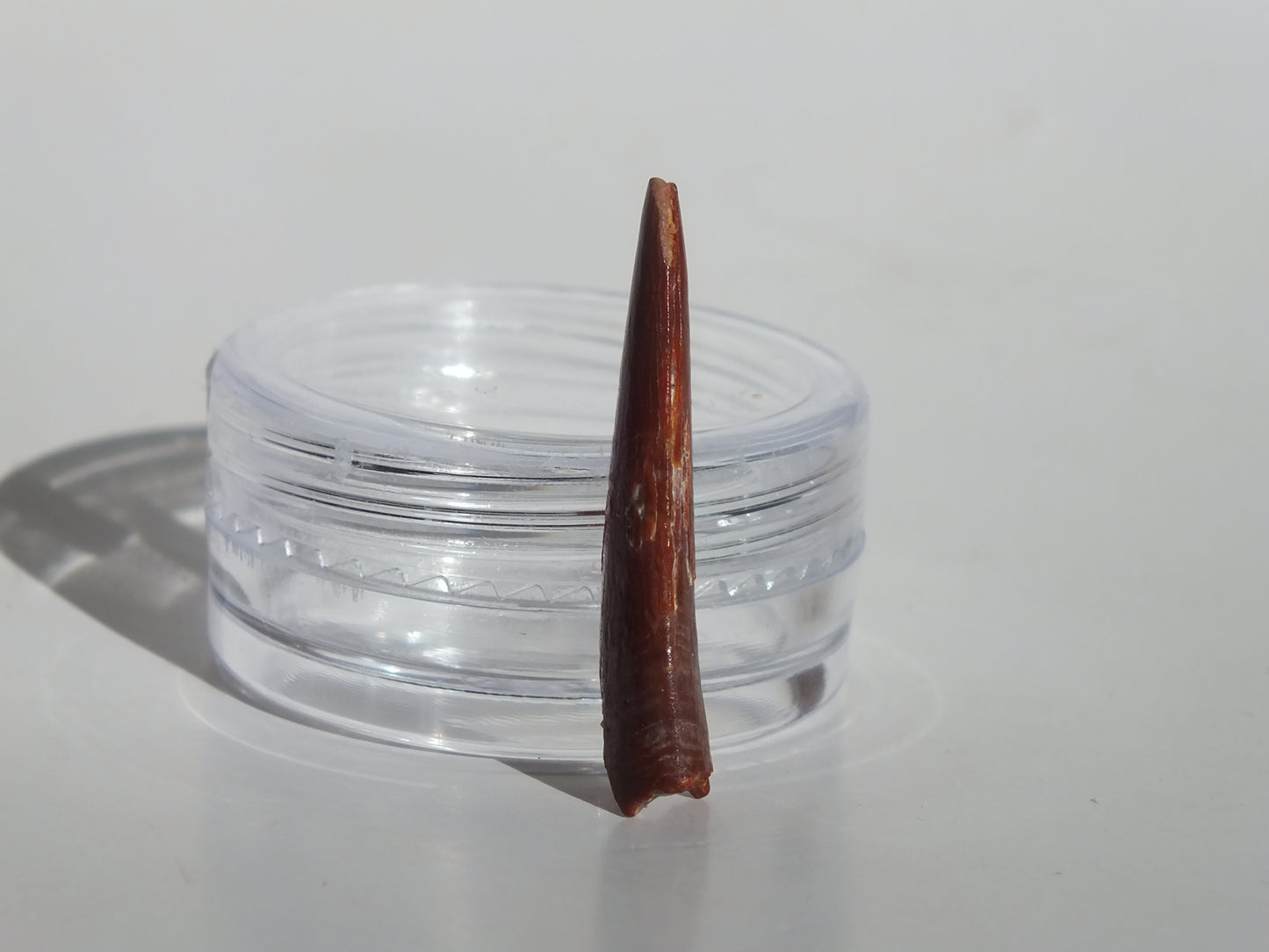 1" Pterosaur Tooth (Morocco)
