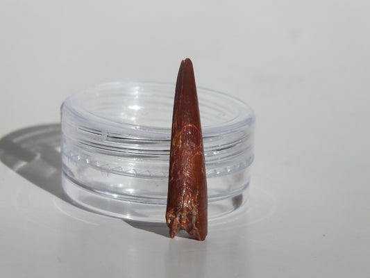 1" Pterosaur Tooth (Morocco)