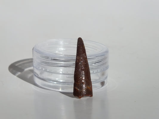 0.93" Pterosaur Tooth (Morocco)