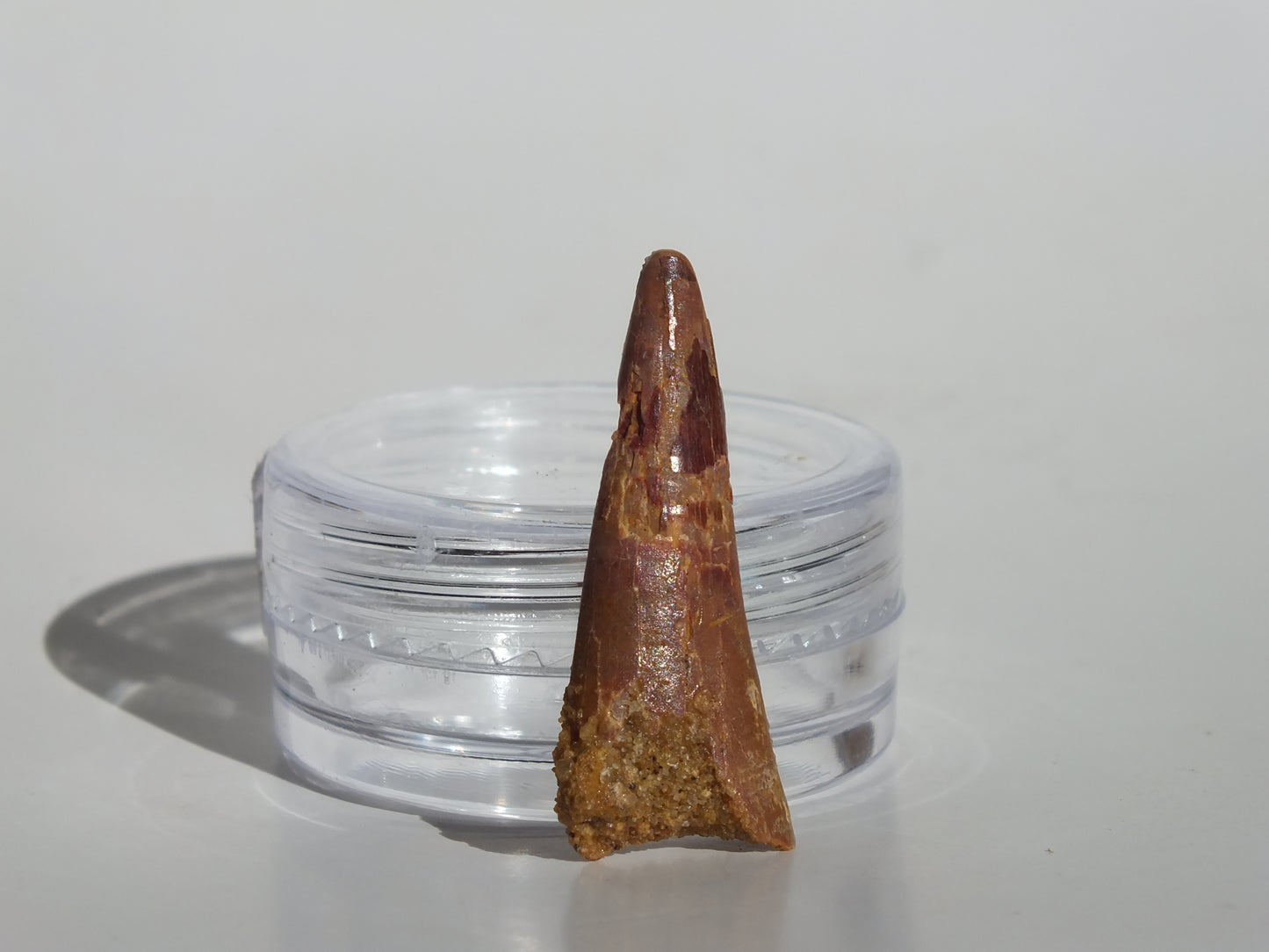 1" Pterosaur Tooth (Morocco)