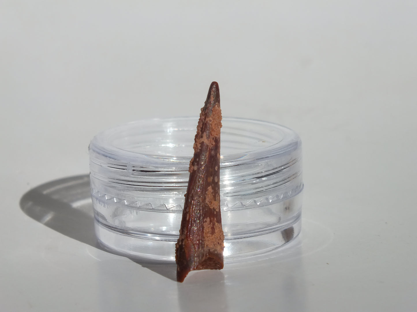 1.03" Pterosaur Tooth (Morocco)