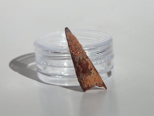 1.03" Pterosaur Tooth (Morocco)