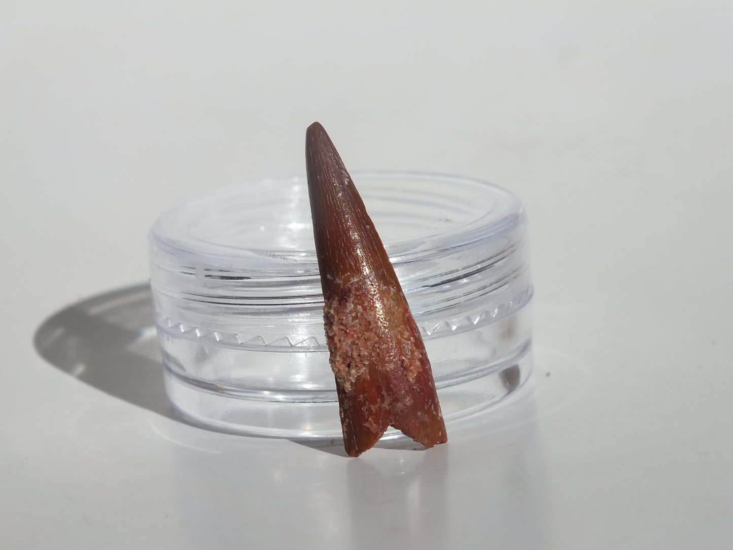 0.98" Pterosaur Tooth (Morocco)
