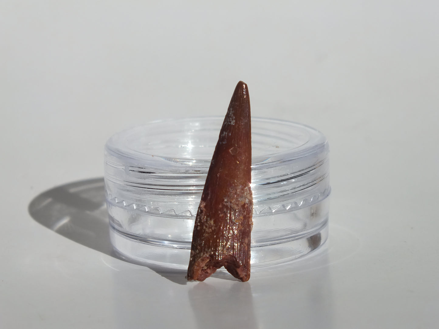 0.98" Pterosaur Tooth (Morocco)