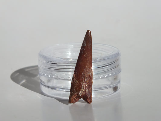 0.98" Pterosaur Tooth (Morocco)