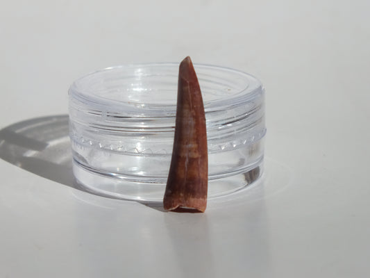 0.85" Pterosaur Tooth (Morocco)