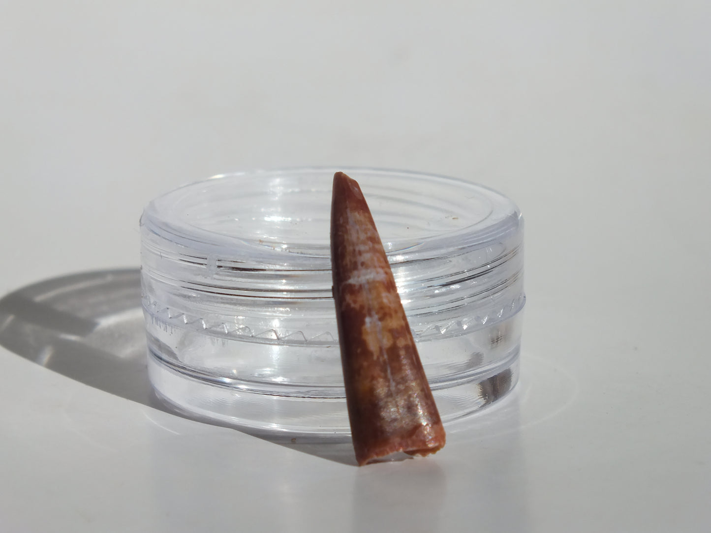 0.85" Pterosaur Tooth (Morocco)