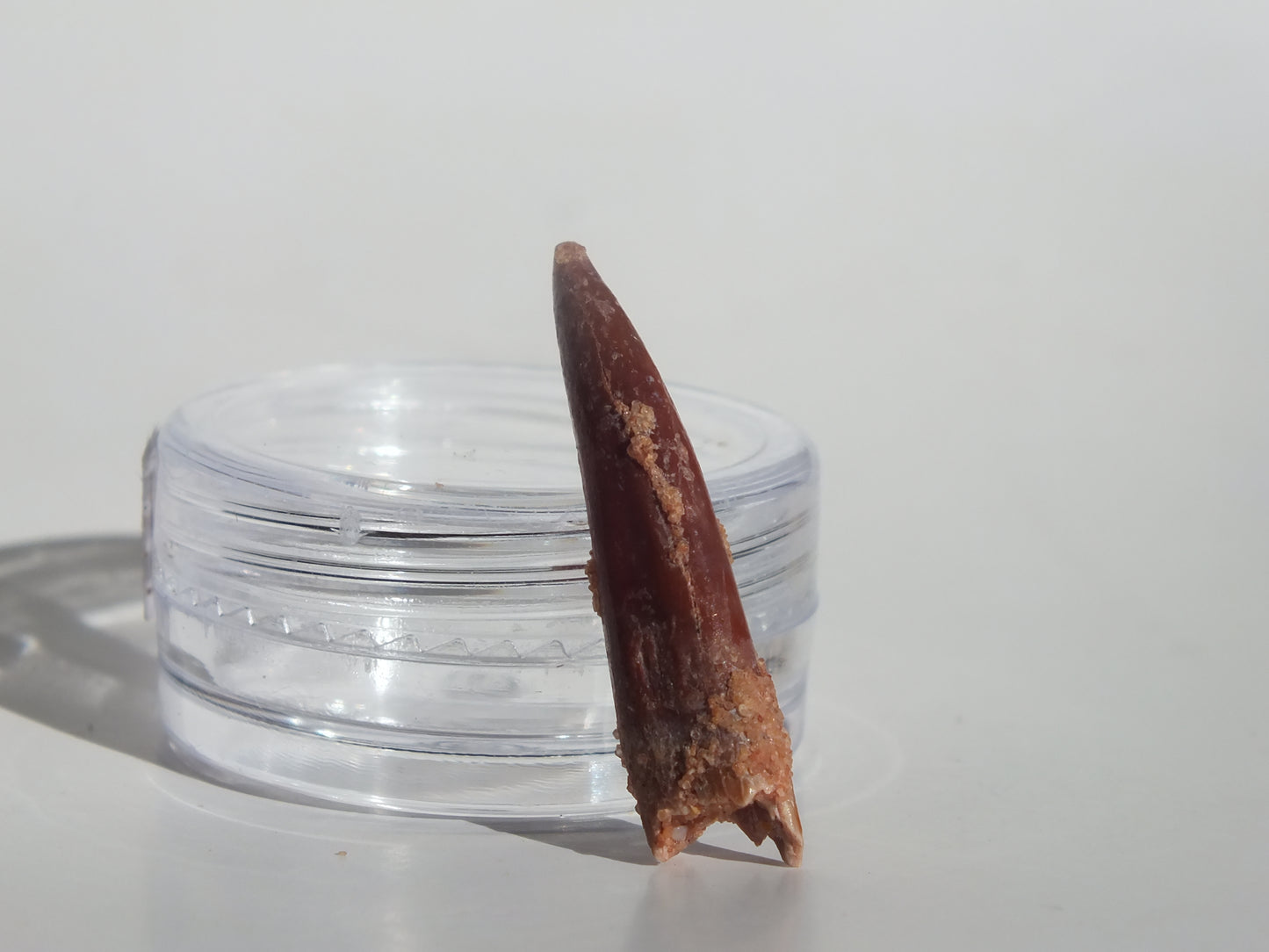 1.06" Pterosaur Tooth (Morocco)