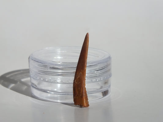 0.97" Pterosaur Tooth (Morocco)