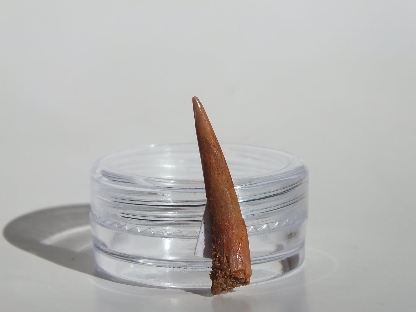 0.97" Pterosaur Tooth (Morocco)