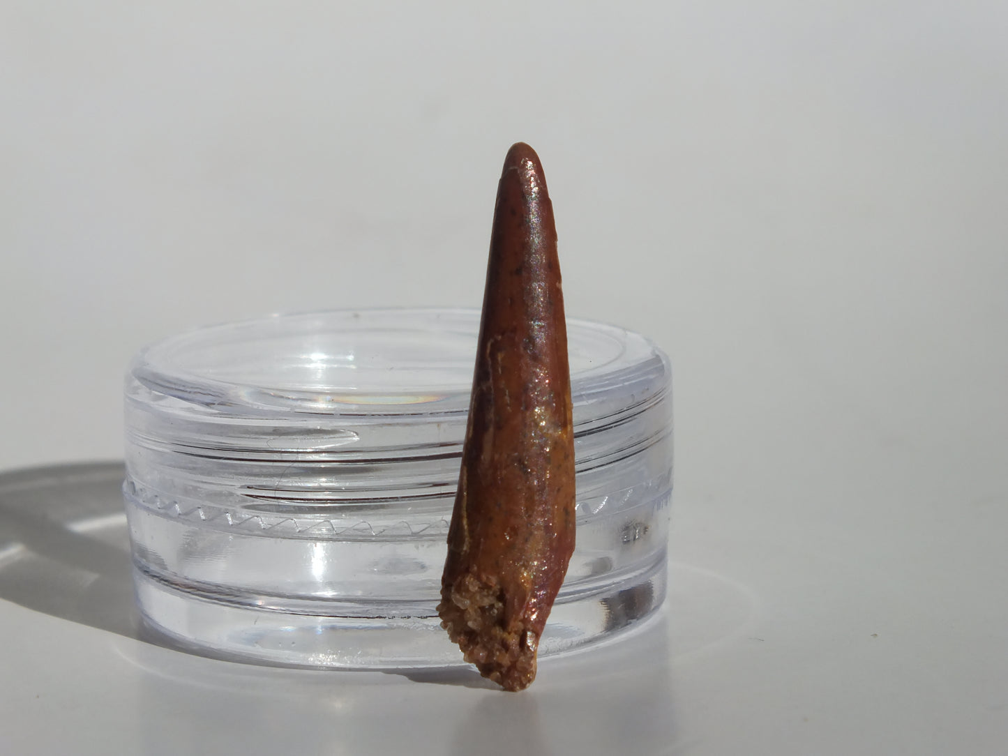 1.07" Pterosaur Tooth (Morocco)