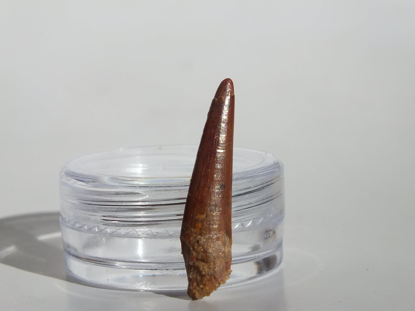 1.07" Pterosaur Tooth (Morocco)