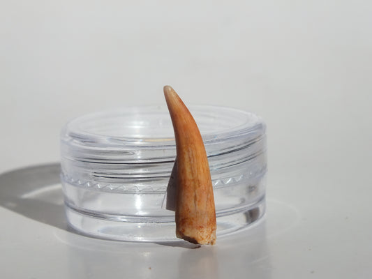 0.86" Pterosaur Tooth (Morocco)