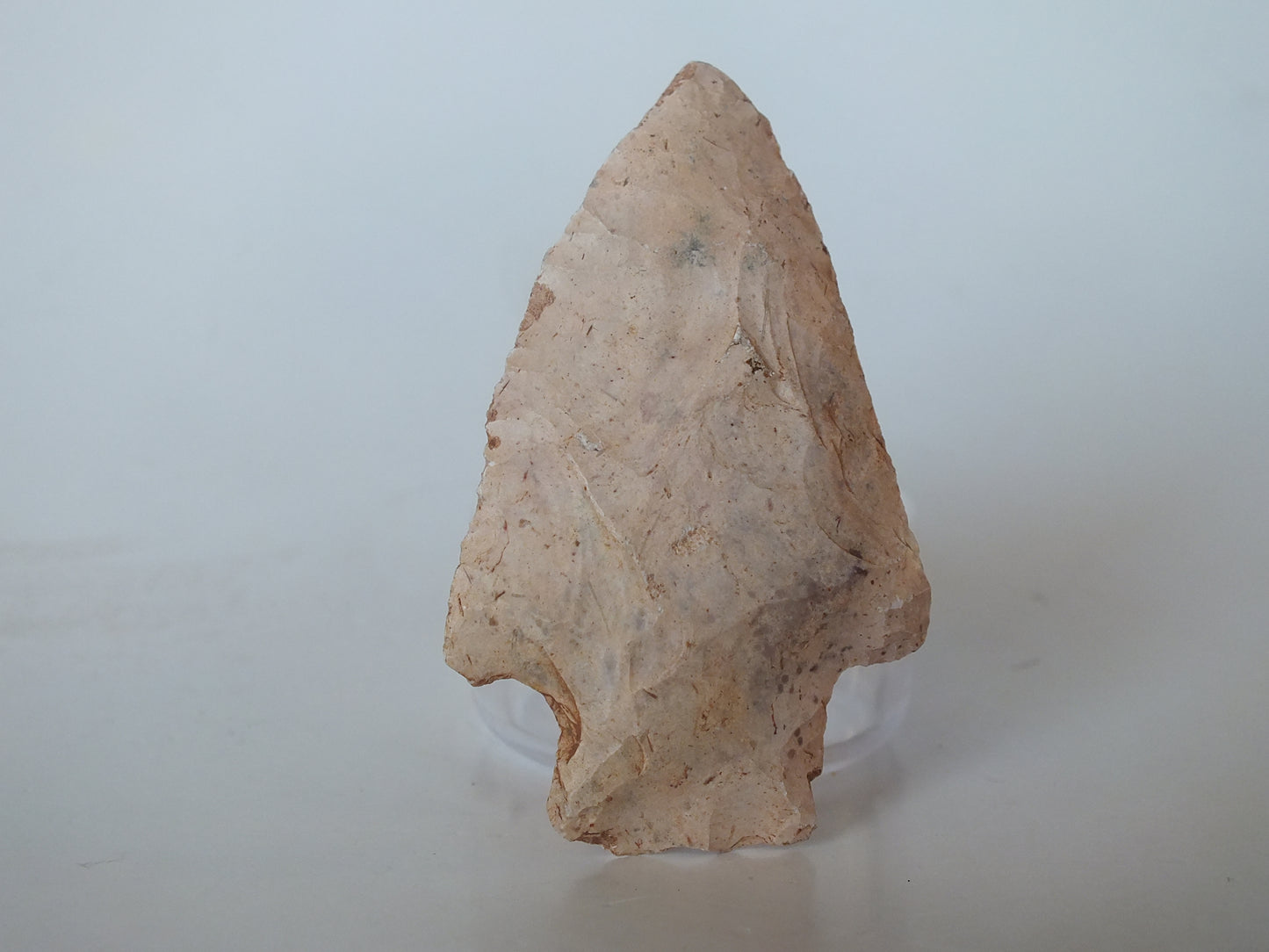 1.8" Alachua Stemmed (Florida)