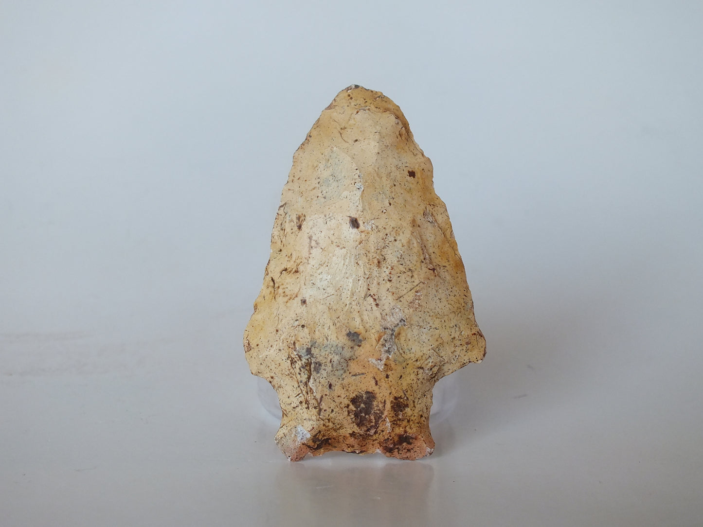 2.53" Bradford Stemmed (Florida)