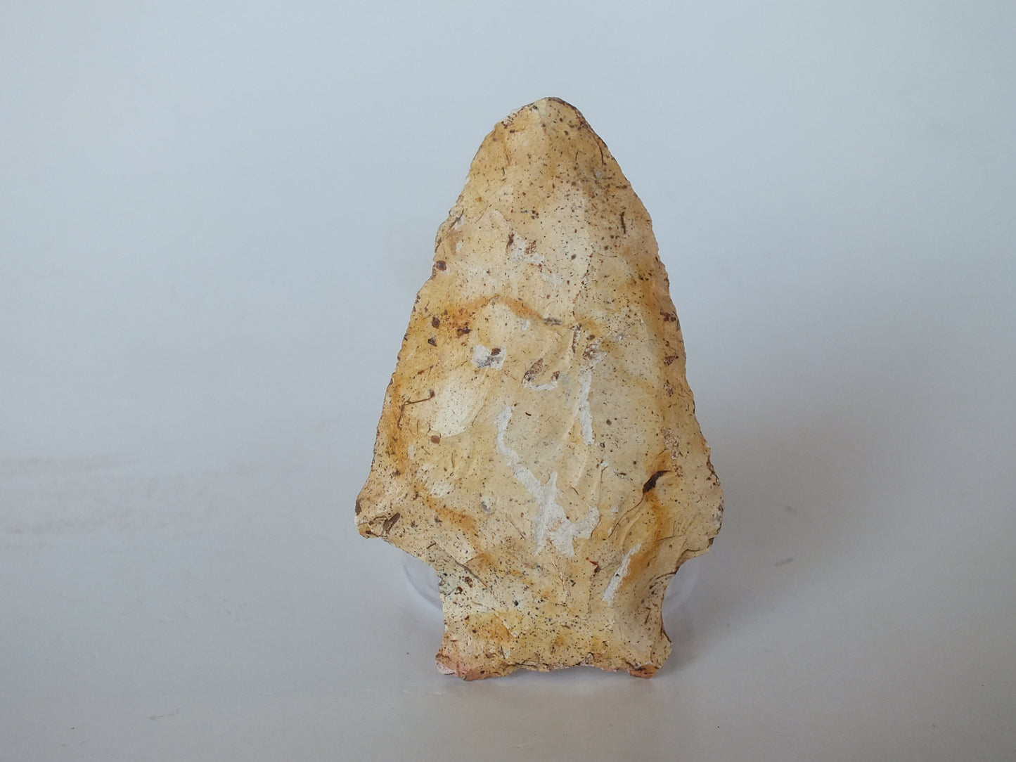 2.53" Bradford Stemmed (Florida)