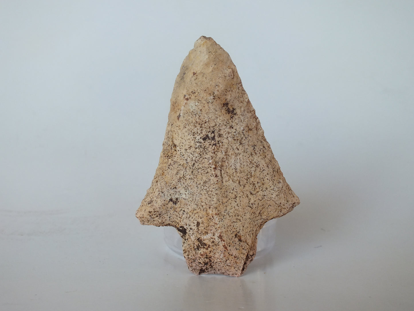 2.79" Alachua Stemmed (Florida)