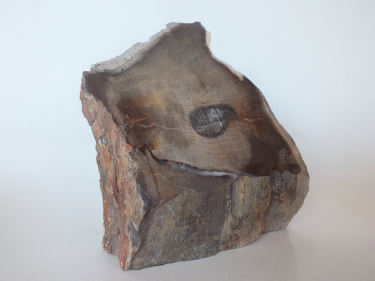 2Lbs Polished Petrified Wood