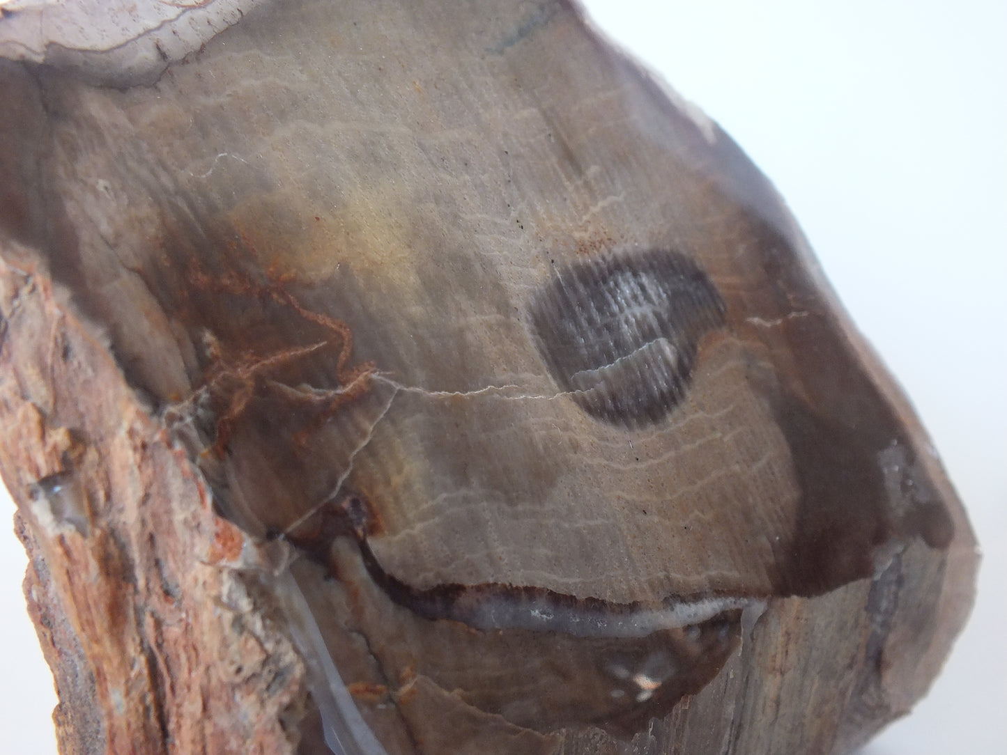 2Lbs Polished Petrified Wood